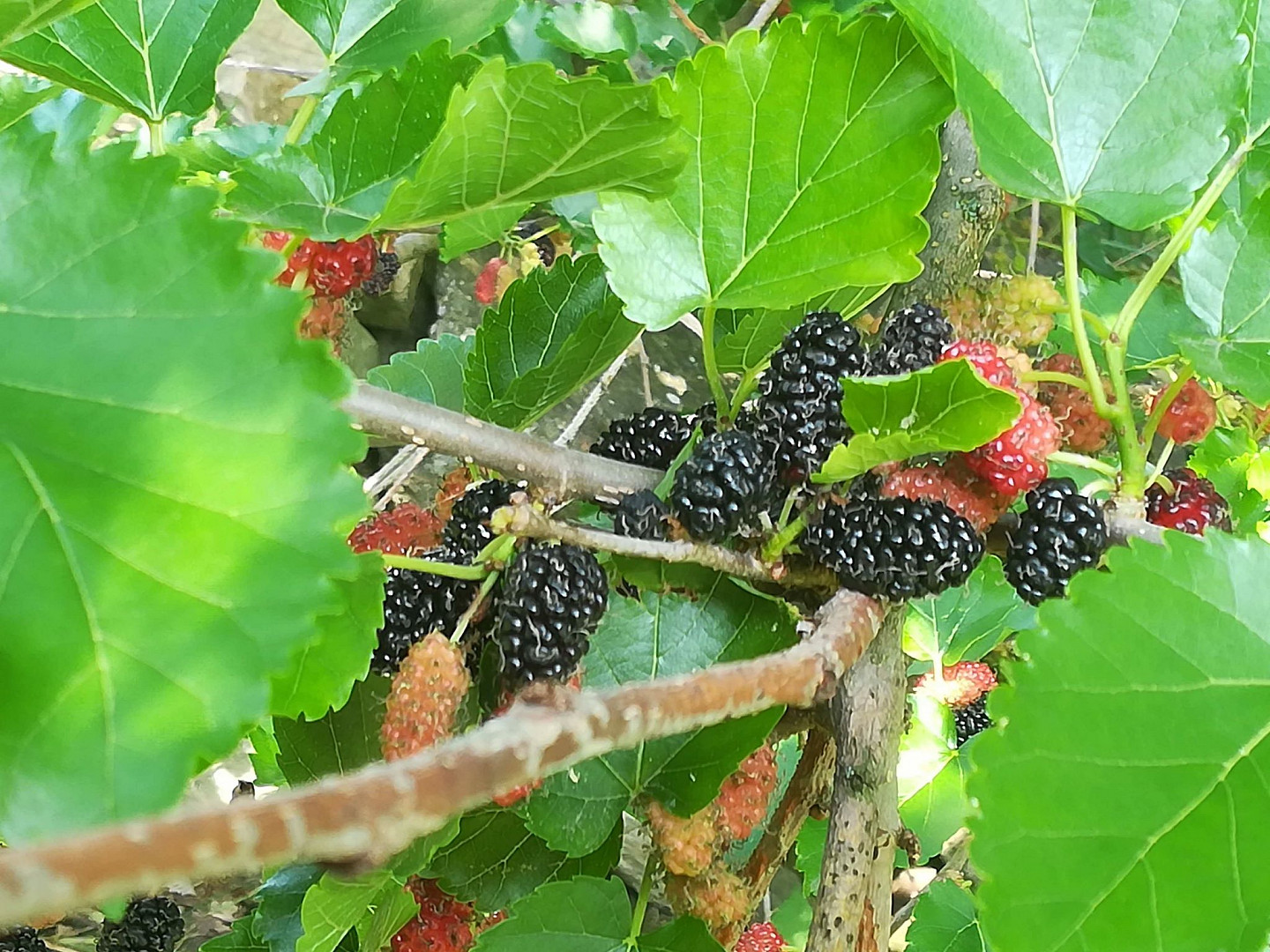 Moruše ve vlastní šťávě